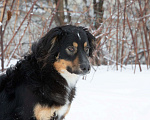 Собаки в Москве: Интеллигент и романтик Фауст ждет семью, 1 год.  Мальчик, Бесплатно - фото 4