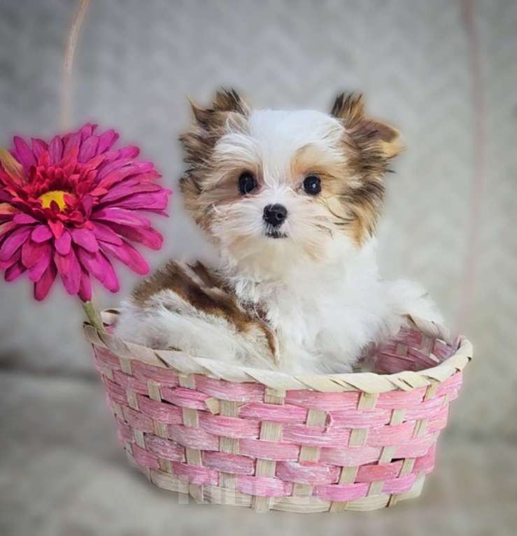 Собаки в Москве: Девочка супер мини Цветного Йорка Девочка, 120 000 руб. - фото 2