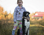 Собаки в Москве: Герда идеальная собака для семьи, в добрые руки! Девочка, 1 руб. - фото 2