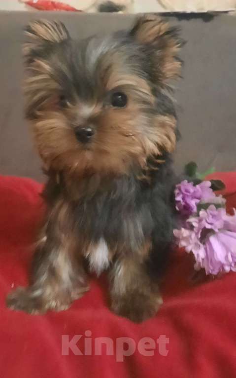 Собаки в Набережных Челнах: Леон,йоркширский терьер Мальчик, 35 000 руб. - фото 6