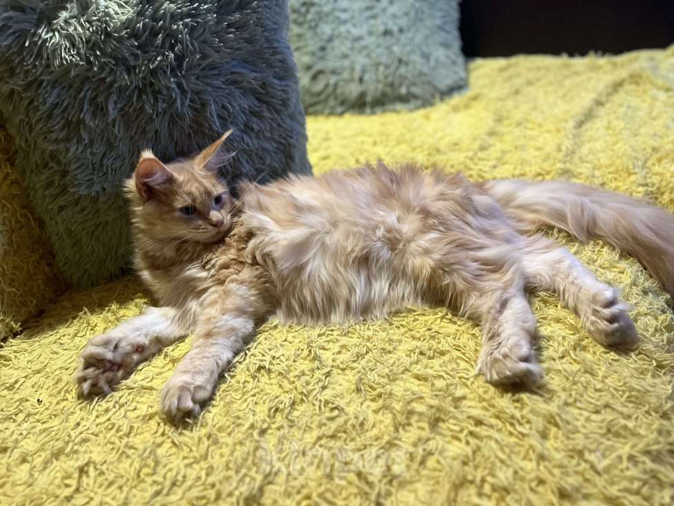 Кошки в Москве: Красная тикированная девочка  Девочка, 25 000 руб. - фото 4