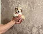 Собаки в Москве: Мальтипу мальчик Мальчик, 45 000 руб. - фото 1