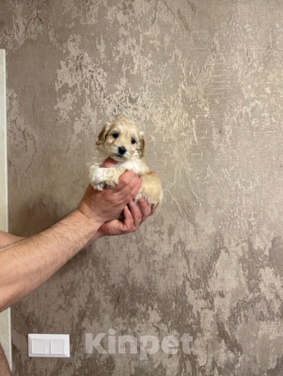 Собаки в Москве: Мальтипу мальчик Мальчик, 45 000 руб. - фото 1