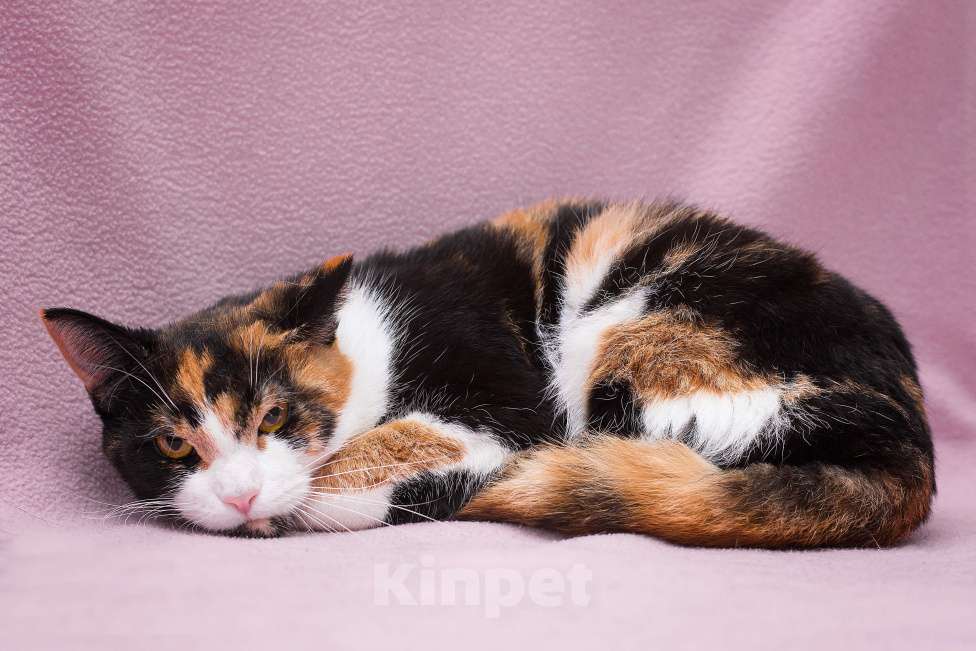 Кошки в Москве: Кошка Шпунька в добрые руки Девочка, Бесплатно - фото 3