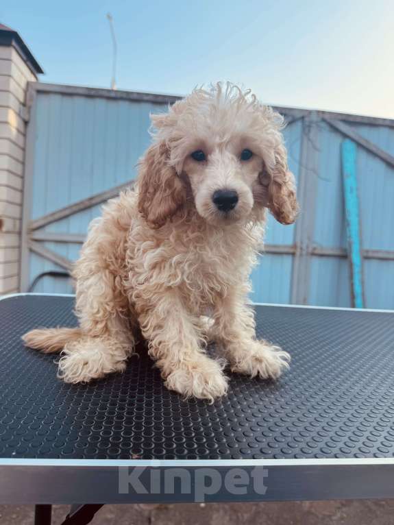 Собаки в Краснодаре: Продам щенков Той пудель красного-абрикос окрас. С документами РКФ Мальчик, 50 000 руб. - фото 3