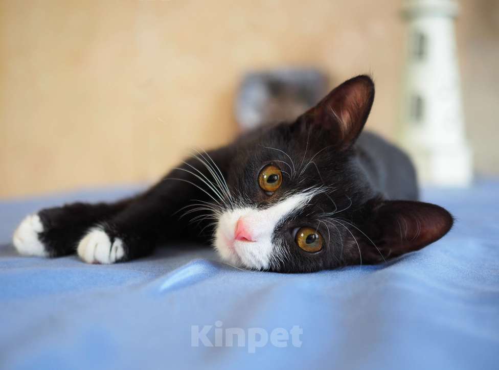 Кошки в Москве: Котёнок в добрые руки  Мальчик, Бесплатно - фото 4