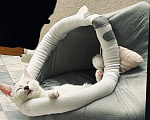 Кошки в Твери: Кота в добрые руки Мальчик, Бесплатно - фото 9
