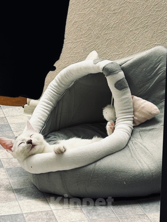 Кошки в Твери: Кота в добрые руки Мальчик, Бесплатно - фото 9