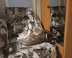 Кошки в Сочи: Потерялся кот британец Сочи Кудепста Мальчик, Бесплатно - фото 3