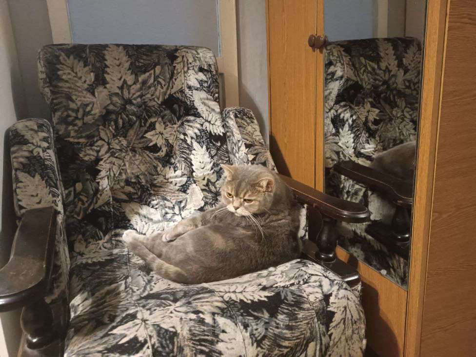 Кошки в Сочи: Потерялся кот британец Сочи Кудепста Мальчик, Бесплатно - фото 3