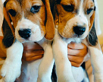 Собаки в Сергиеве Посаде: щенки Бигля Мальчик, 25 000 руб. - фото 1