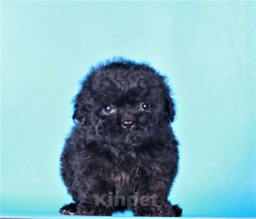 Собаки в Москве: мальтипу Ф1 щенок мини девочка Девочка, 90 000 руб. - фото 1