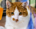 Кошки в Москве: Ласковый, ручной, компанейский котик в поисках дома Мальчик, Бесплатно - фото 6