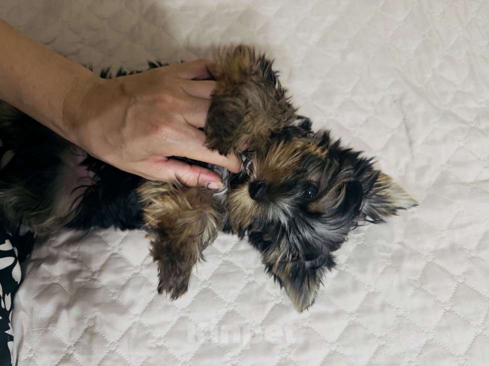 Собаки в Донецке: Продам щенка мальчика Мальчик, 15 000 руб. - фото 3