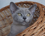Кошки в Москве: Бурманские котята  Мальчик, Бесплатно - фото 1
