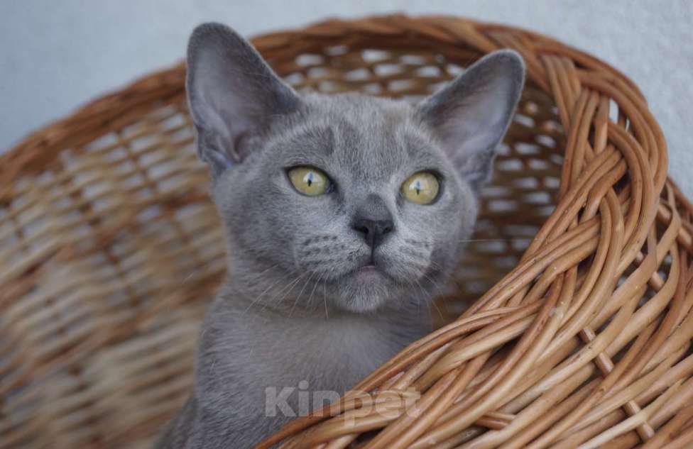 Кошки в Москве: Бурманские котята  Мальчик, Бесплатно - фото 1