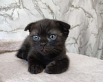 Кошки в Тольятти: Котенок скотишш фолд, темный шоколад Девочка, Бесплатно - фото 1
