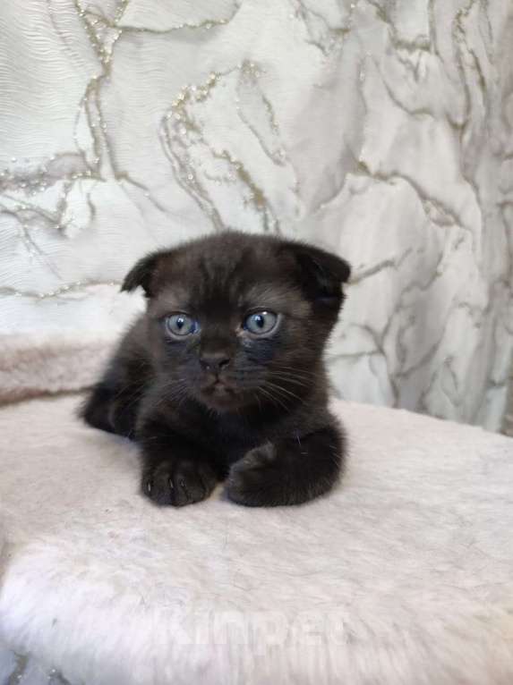 Кошки в Тольятти: Котенок скотишш фолд, темный шоколад Девочка, Бесплатно - фото 1