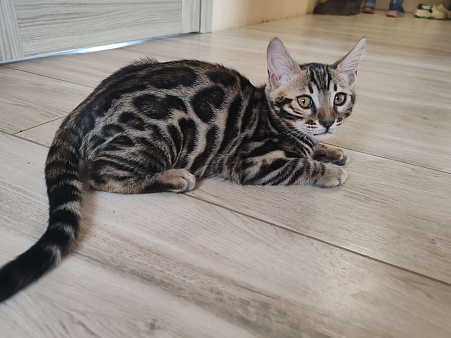 Бенгальская девочка с родословной (в наличии)