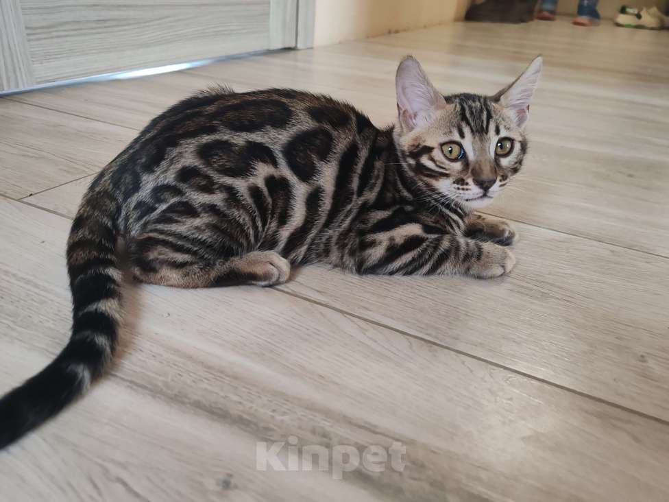 Кошки в Москве: Бенгальская девочка с родословной (в наличии) Девочка, 40 000 руб. - фото 4