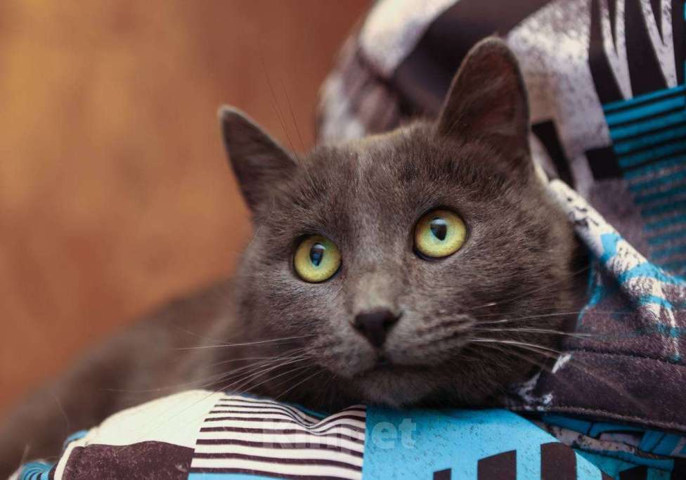 Кошки в других городах Московской области: Шеба ищет дом Девочка, 10 руб. - фото 1