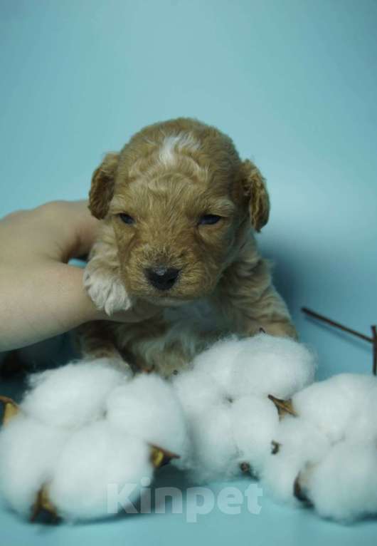 Собаки в Тюмени: Продам щенка цена 60 Мальчик, 60 руб. - фото 3