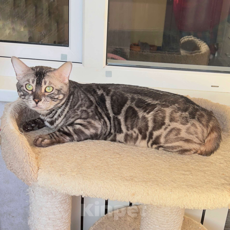 Кошки в Москве: Молодой бенгальский кот Мальчик, 5 000 руб. - фото 2