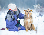 Собаки в Москве: Бородатик из приюта в добрые руки Мальчик, Бесплатно - фото 4