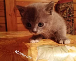 Кошки в Снежногорске: Котята в добрые руки, 10 руб. - фото 2