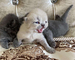 Кошки в Рыбинске: Чистокровные шотландские котята, 5 000 руб. - фото 10