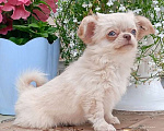 Собаки в Санкт-Петербурге: Чудесная девочка, щенок чихуахуа длинношерстная, 2,5 мес. Девочка, 35 000 руб. - фото 2