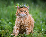 Кошки в Троицке: Шикарный рыжий кот на счастье Мальчик, 10 руб. - фото 6