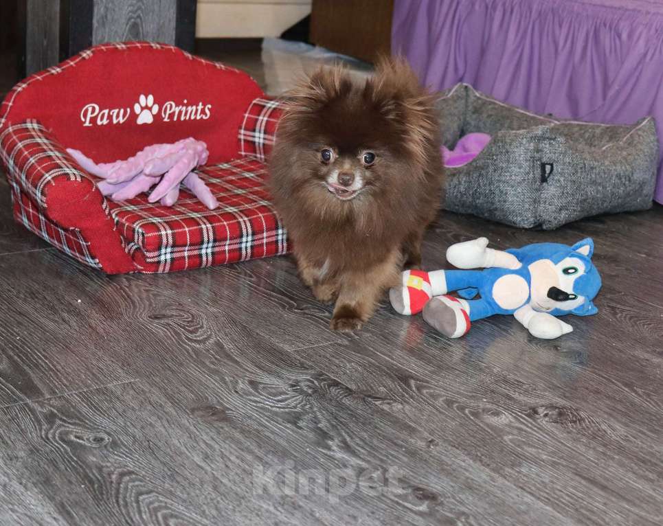 Собаки в Москве: Шоколадная девочка Девочка, 10 000 руб. - фото 1