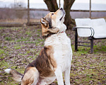 Собаки в Москве: Михаил Потапыч - плюшевый алабайка в приюте, ищет дом Мальчик, Бесплатно - фото 4