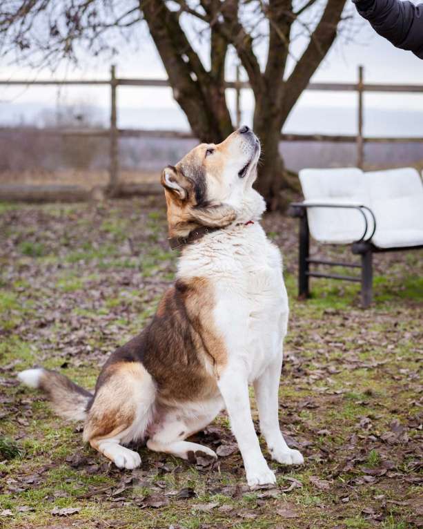 Собаки в Москве: Михаил Потапыч - плюшевый алабайка в приюте, ищет дом Мальчик, Бесплатно - фото 4