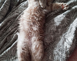 Кошки в Москве: Котята мейн кун Девочка, Бесплатно - фото 6