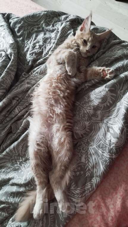Кошки в Москве: Котята мейн кун Девочка, Бесплатно - фото 6