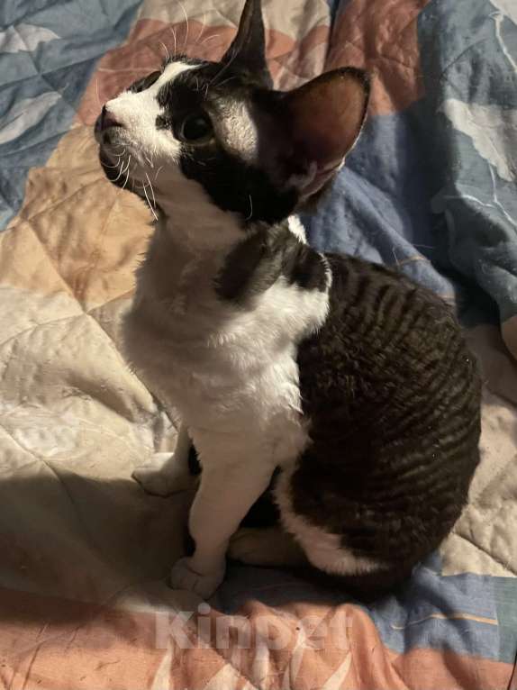 Кошки в Москве: Замечательная девочка Девон рекс Девочка, 20 000 руб. - фото 2