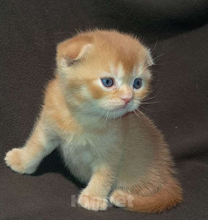 Кошки в Санкт-Петербурге: Шотландский котёнок Мальчик, 50 000 руб. - фото 3