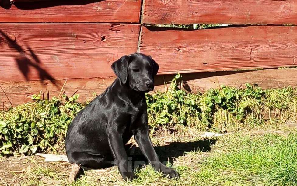 Собаки в Нижнем Новгороде: Подрощенный щенок с документами РКФ Девочка, 35 000 руб. - фото 2