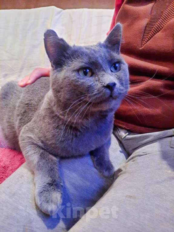 Кошки в Москве: Кот русской голубой породы ласковый Серый ищет дом Мальчик, 1 руб. - фото 4