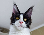 Кошки в Краснодаре: Котята мейн-кун полидакт Мальчик, 40 000 руб. - фото 1