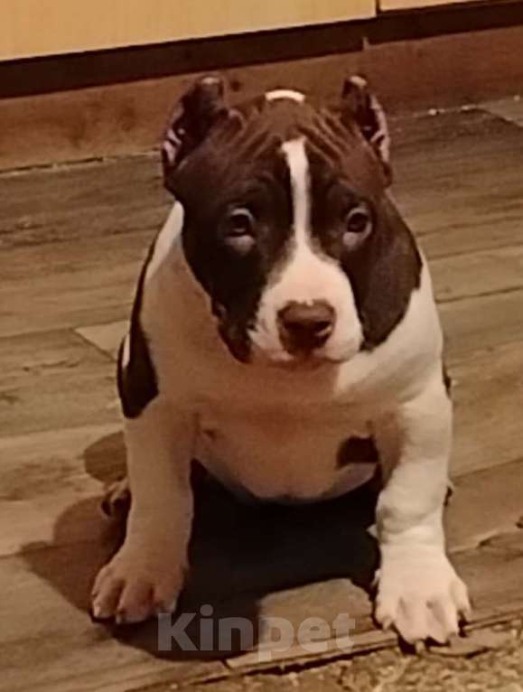 Собаки в Абинске: Очаровательная малышка булли Девочка, 60 000 руб. - фото 4