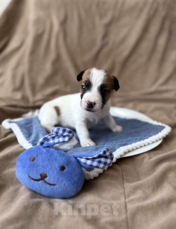 Собаки в Москве: Щенки от титулованных родителей Мальчик, Бесплатно - фото 6
