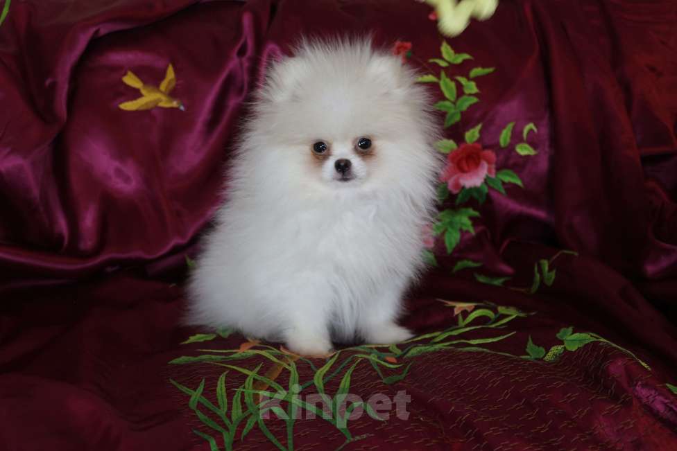 Собаки в Железногорске: Белая девочка шпиц. РКФ, метрика, родословная Девочка, 130 000 руб. - фото 1