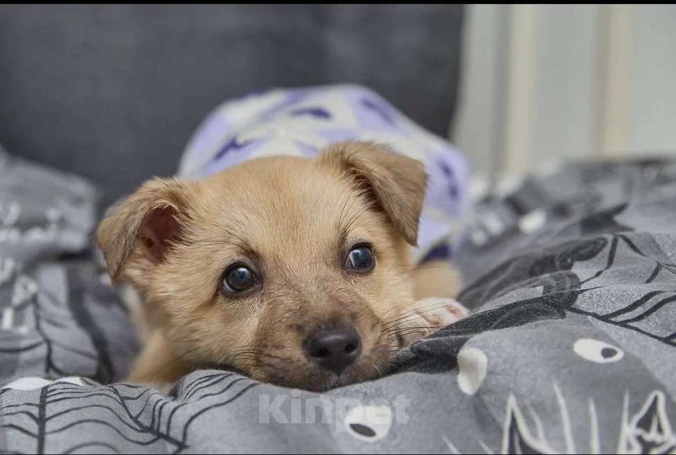 Собаки в Балашихе: Милый застенчивый Малыш  Мальчик, Бесплатно - фото 3