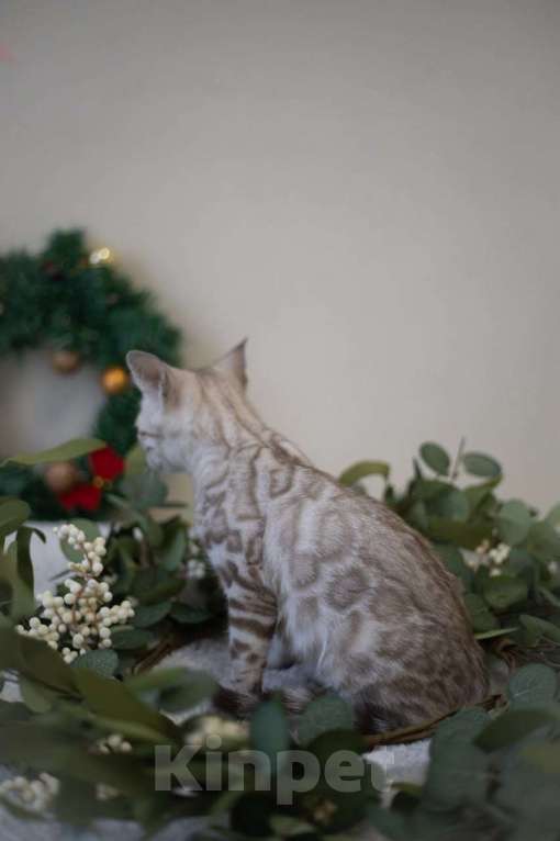 Кошки в Москве: Алфей Мальчик, 70 000 руб. - фото 3