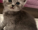 Кошки в Смоленске: Продажа котят Разнополые, 20 000 руб. - фото 2
