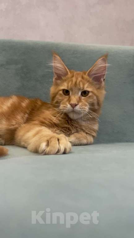 Кошки в Иркутске: Котенок мейн-кун Мальчик, 30 000 руб. - фото 3