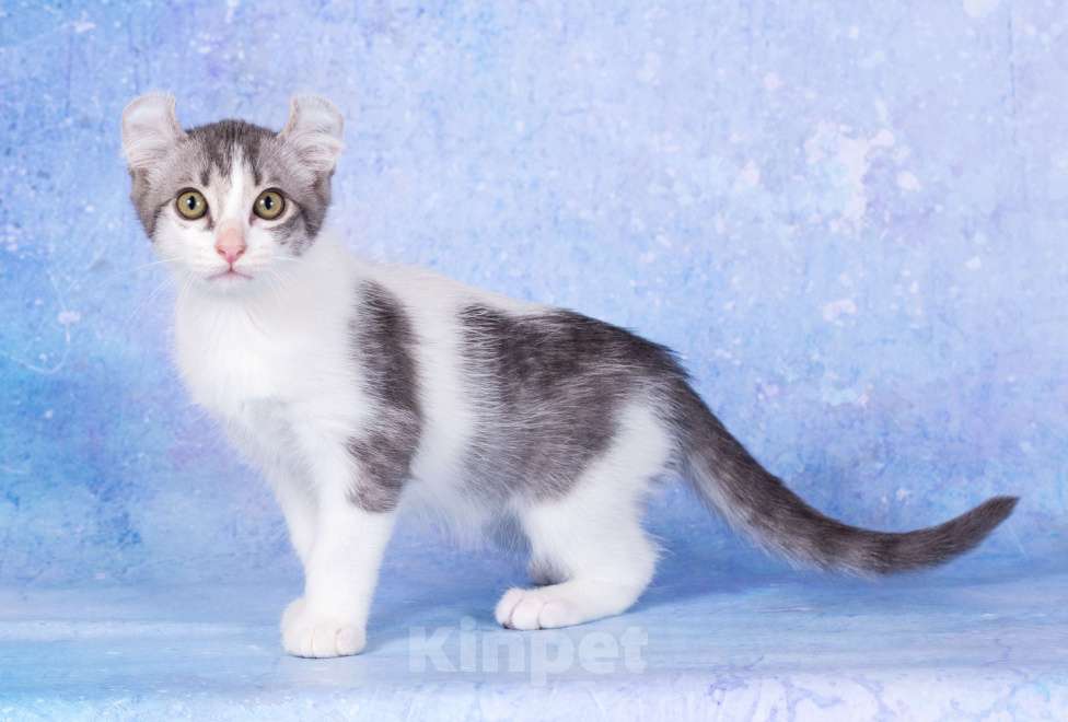 Кошки в Москве: Американский кёрл Мальчик, Бесплатно - фото 1